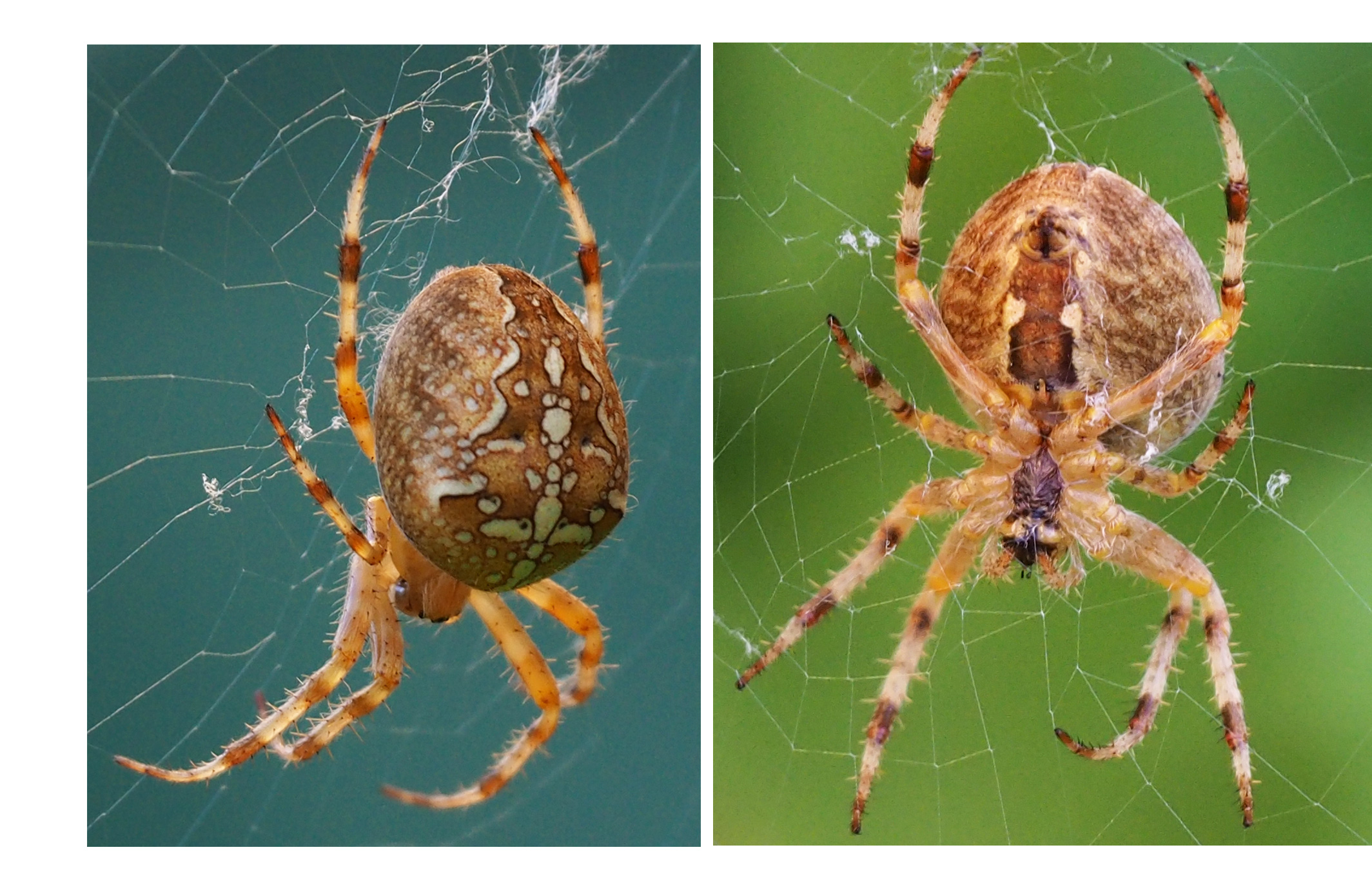 morphologie des arachnides epeire diademe nancybuzz