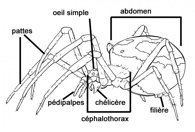 morphologie de l'araignée