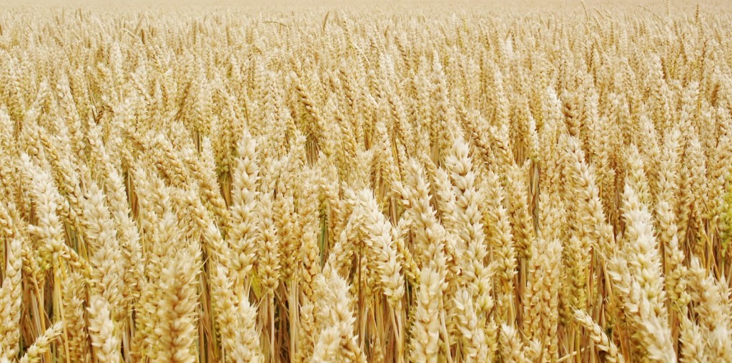 champ de blé agriculture nouvelle
