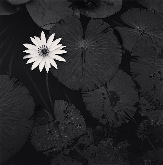 mamta-lotus-flower
