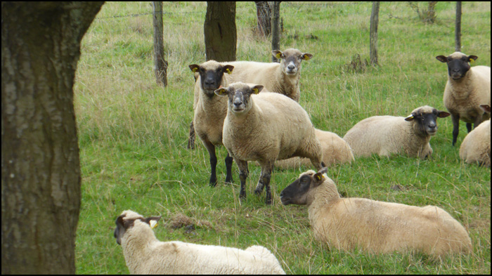 moutons-saintois-nancybuzz