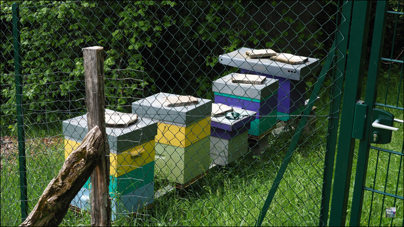 nancy parc de la cure d'air ecopaturage et apiculture moutons et abeilles