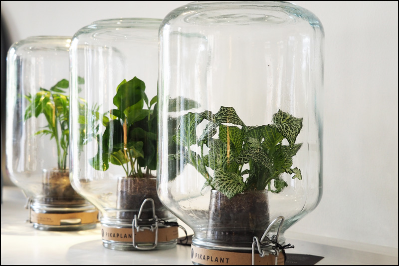 boutique modules decoration nancy anne pelissier plante pikaplant sous verre