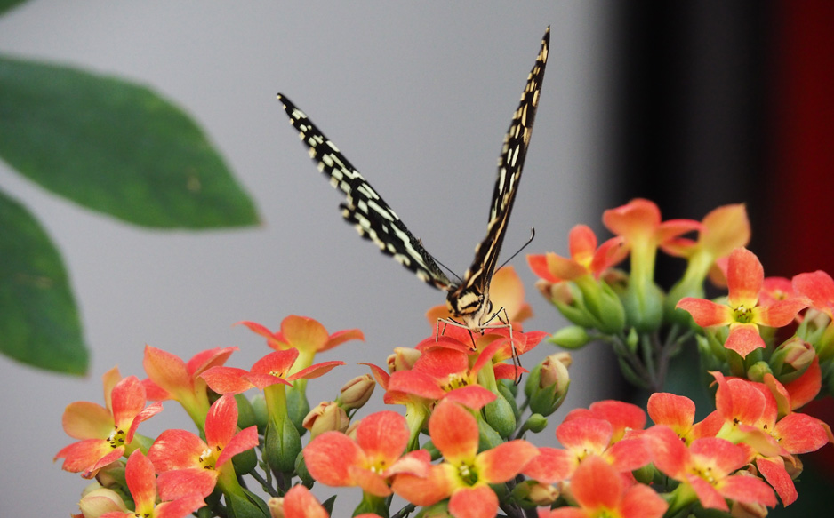jardin botanique jean marie pelt villers-les-nancy expo effet papillon