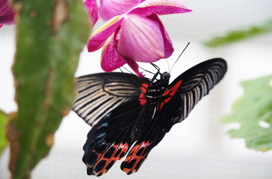 jardin botanique jean marie pelt villers-les-nancy expo effet papillon